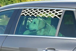 Grille de securite auto pour chien fenetre