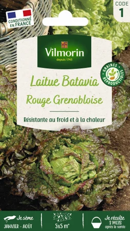 Laitue batavia rouge grenobloise