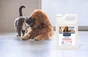 Nettoyant désinfectant sur-odorant liquide, STARWAX, 5 litres