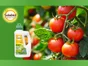 Décoction de prêles SOLABIOL 1 l