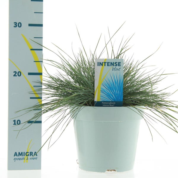 Plante mediterraneenne Glauca, H.30 cm