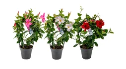 Mix pot de 1.3 l, H.25 cm