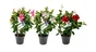 Mix pot de 1.3 l, H.25 cm