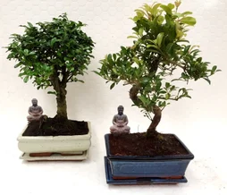 Mix, H.30.0 cm