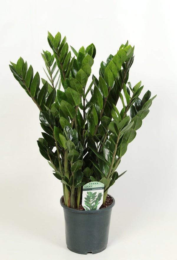 Zammiifolia smaragd , H.60 cm, Diam.17 cm