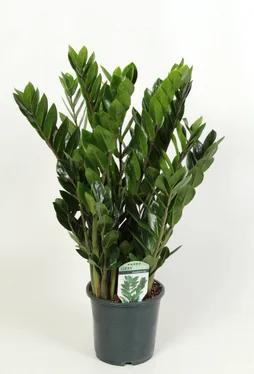 Zammiifolia smaragd , H.60 cm, Diam.17 cm