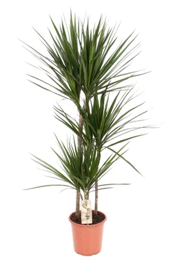 Plante d'interieur marginata, H.110 cm