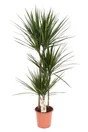 Plante d'interieur marginata, H.110 cm
