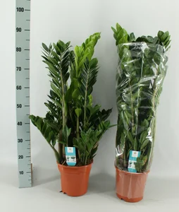 Zammiifolia smaragd , H.60.0 cm, Diam.1700 cm