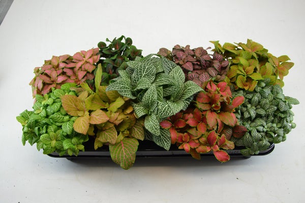 Fittonia aleatoire, H.25 cm, Diam.12 cm