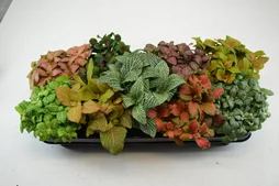 Fittonia aleatoire, H.25 cm, Diam.12 cm
