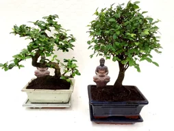 Bonsai mix, H.25.0 cm, Diam.1600 cm