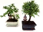 Bonsai mix, H.25.0 cm, Diam.1600 cm