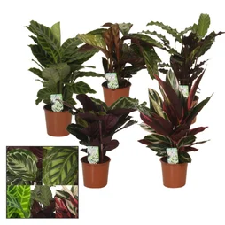 Calathea aleatoire, H.75 cm, Diam.19 cm