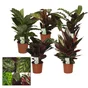 Calathea aleatoire, H.75 cm, Diam.19 cm