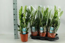 Zamioculcas zammifolia smarag, H.80.0 cm, Diam.2100 cm