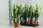 Zamioculcas zammifolia smarag, H.80.0 cm, Diam.2100 cm