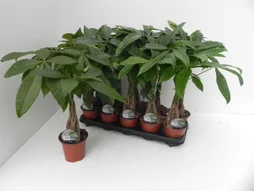 Orchidacea pot 12cm, H.30.0 cm, Diam.1200 cm