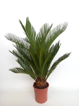 Cycas revoluta en pot de 2 l, H.60 cm