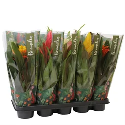 Bromelia, couleur aléatoire, H.45 cm, diam.12 cm