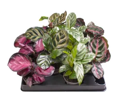 Calathea aléatoire, H.15 cm, diam.6 cm