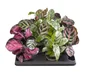 Calathea aléatoire, H.15 cm, diam.6 cm