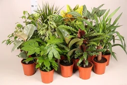 Plantes mix, H.30.0 cm, Diam.1400 cm