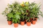 Plantes mix, H.30.0 cm, Diam.1400 cm
