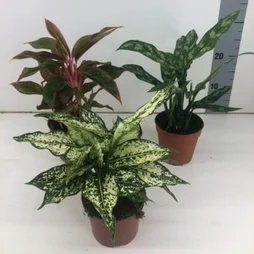 Aglaonema mix, H.110.0 cm, Diam.2400 cm
