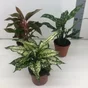 Aglaonema mix, H.110.0 cm, Diam.2400 cm