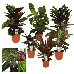 Calathea aléatoire, H.50 cm, diam.14 cm