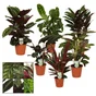 Calathea aléatoire, H.50 cm, diam.14 cm