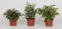 Ficus mix, H.25.0 cm, Diam.1200 cm