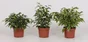 Ficus mix, H.25.0 cm, Diam.1200 cm