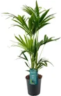 Forsteriana pot de 3 l, H.110 cm