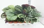 Calathea aléatoire, H.40 cm, diam.12 cm