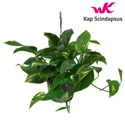 Scindapsus suspendu, H.45 x Diam.15 cm
