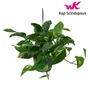 Scindapsus suspendu, H.45 x Diam.15 cm