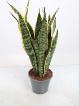 Sansevieria laurentii, H.40 cm, Diam.14 cm