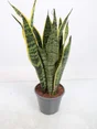 Sansevieria laurentii, H.40 cm, Diam.14 cm