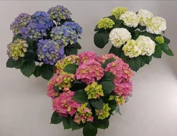 Mix, H.20 cm