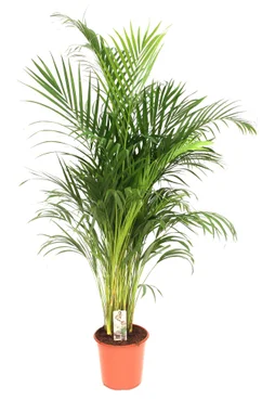 Lutescens, H.160 cm, Diam.27 cm