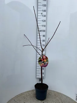 Mix, 7.5 l