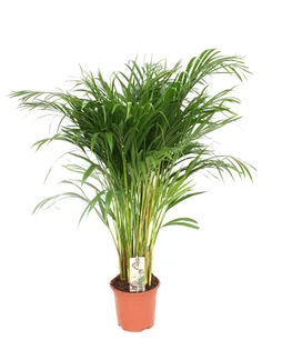 Areca, H.90 cm