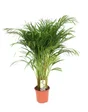 Areca, H.90 cm