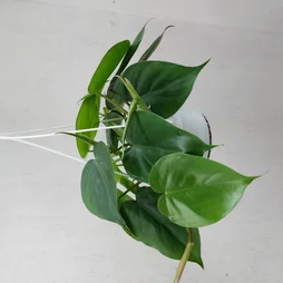 Pepperspot, H.45.0 cm, Diam.1400 cm