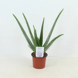 Aloe vera, H.20 cm, Diam.14 cm