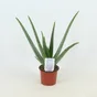 Aloe vera, H.20 cm, Diam.14 cm