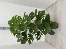 Monstera pertusum, H.40.0 cm, Diam.1400 cm