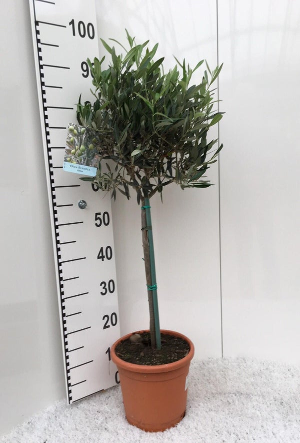 Europaea pot de 4 l, H.100 cm